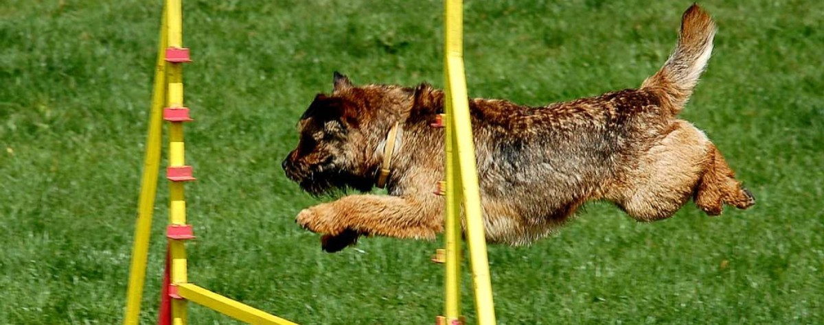 Dog in agility jump